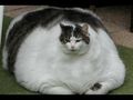 Fat-Cat-Facts-pets-pet-cat-Cats.jpg